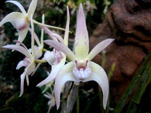 Dendrobium Aussie Victory