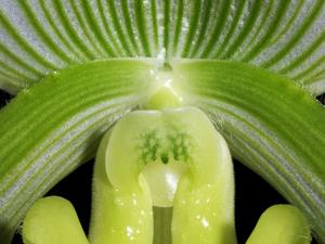 Paphiopedilum Clair de Lune