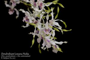 Dendrobium Lowana Nioka