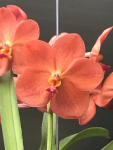 Vanda Fuchs Sunkist