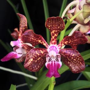 Vanda Kultana Indian Incense