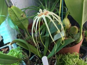 Bulbophyllum Thai Spider