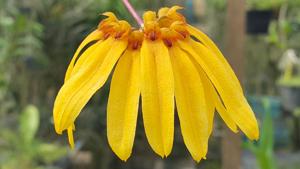 Bulbophyllum Supat Worawongwasu