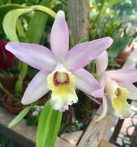 Laeliocattleya Wolterae