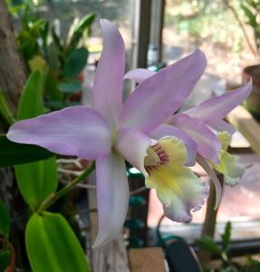 Laeliocattleya Wolterae