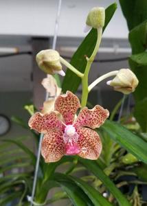 Papilionanda Cooper Blue's SunCoast