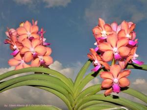 Vandachostylis Ben Magic-coelestis