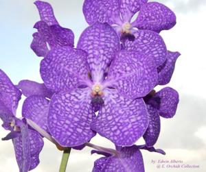 Vanda Pakchong Blue