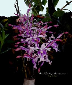 Dendrobium Hai Sing-taurinum