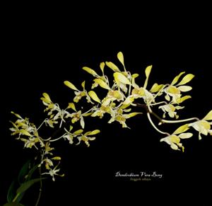 Dendrobium Vera Bong