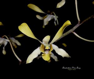 Dendrobium Vera Bong