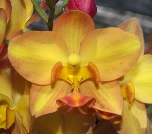 Spathoglottis Sunshine