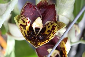 Catasetum Judy Wagner