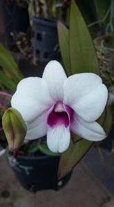 Dendrobium Sophie Bonnie