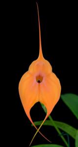 Masdevallia Peach Fuzz