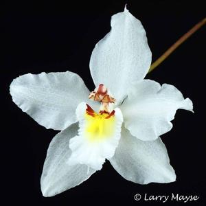 Oncidium Ardentissimum