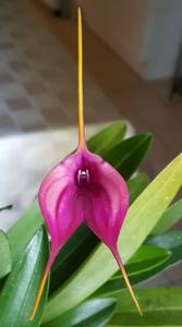 Masdevallia Hot Shot