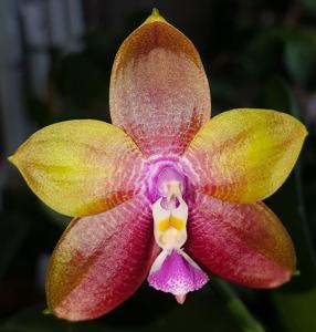 Phalaenopsis Pylo's Eagle Passion