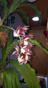 Catasetum Melana Davison