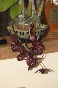 Catasetum Louise Clarke