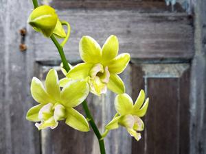 Dendrobium Burana Green