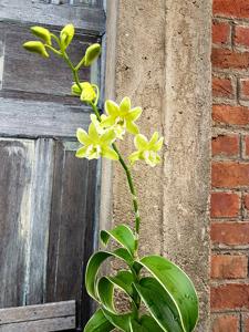 Dendrobium Burana Green