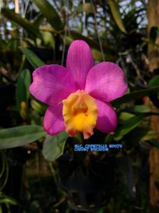 Cattleya Crystelle Smith