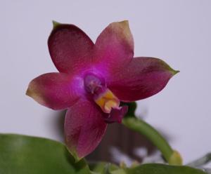 Phalaenopsis Monir Hossain Remysel