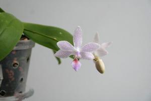 Phalaenopsis Janine