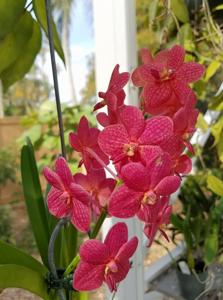 Vanda Peggy Foo