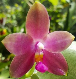 Phalaenopsis violacea-gersenii