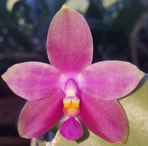 Phalaenopsis violacea-gersenii