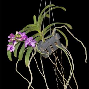 Vandachostylis Azure