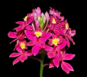 Epidendrum Crystal Valley