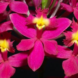 Epidendrum Crystal Valley