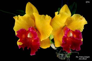 Rhyncholaeliocattleya Pattra Delight