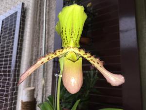 Paphiopedilum tigrinum-Pinocchio