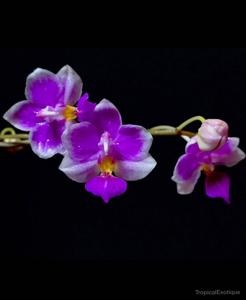 Phalaenopsis Pornwalee Jongdamkerng