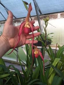 Phragmipedium Belle Hougue Point