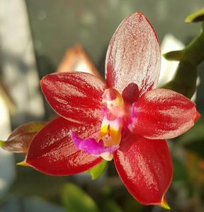 Phalaenopsis Pylo's Cornu King