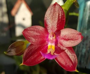 Phalaenopsis Pylo's Cornu King