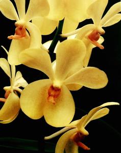 Aranda Zaleha Alsagoff