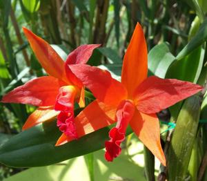 Cattlianthe Cherokee Fire