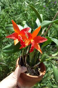 Cattlianthe Cherokee Fire