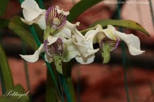 Dendrobium Nora Tokunaga