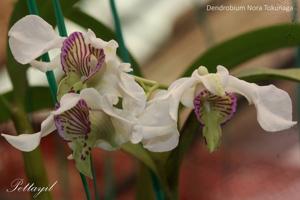 Dendrobium Nora Tokunaga