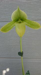 Paphiopedilum Oriental Frieze