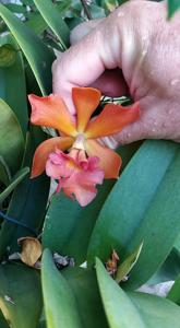 Bullara Redland Sunset