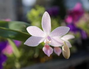 Phalaenopsis Janine