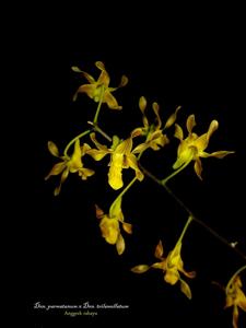 Dendrobium parnatanum-trilamellatum